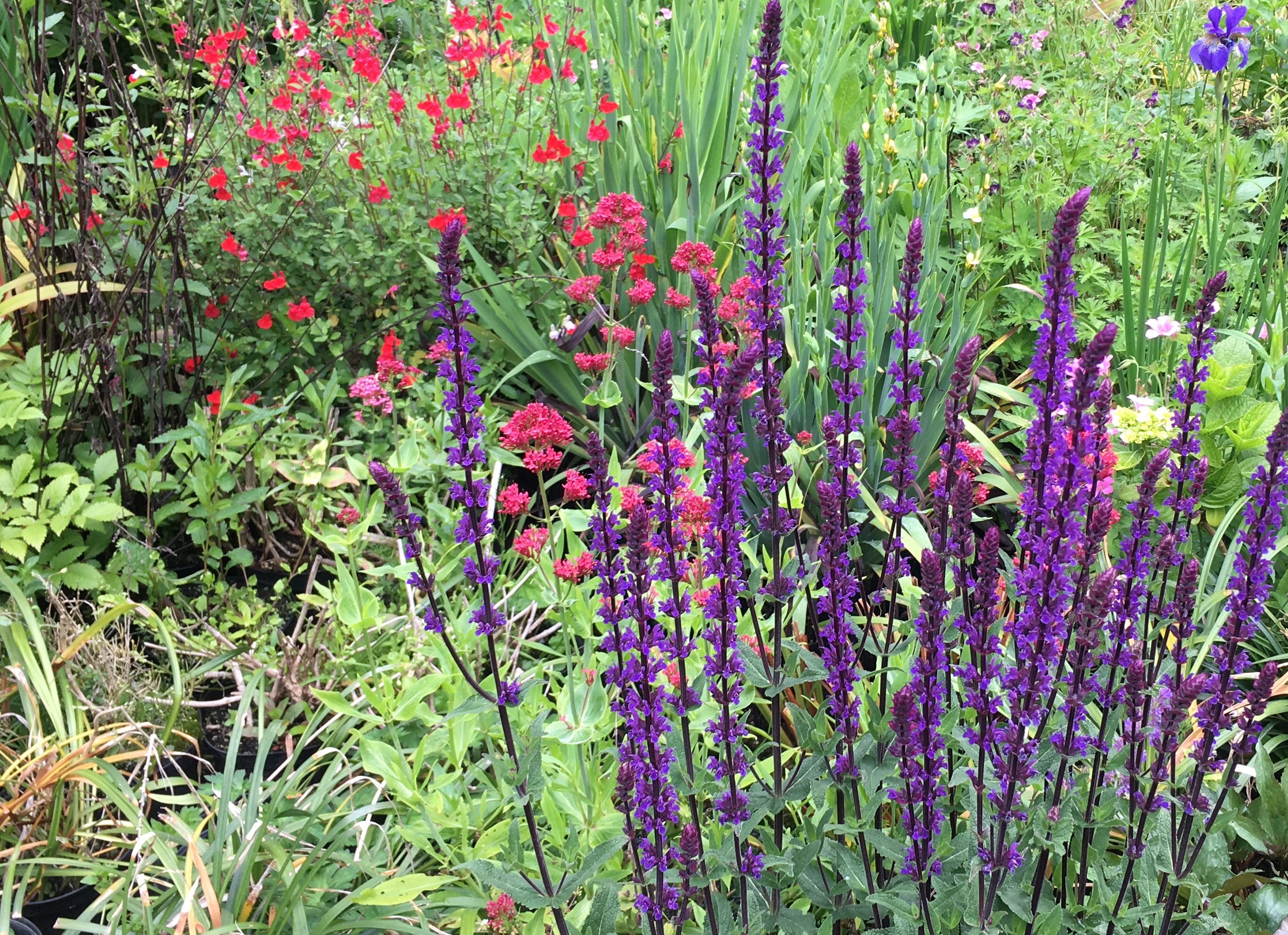 Gallery Flowers Galore and more...