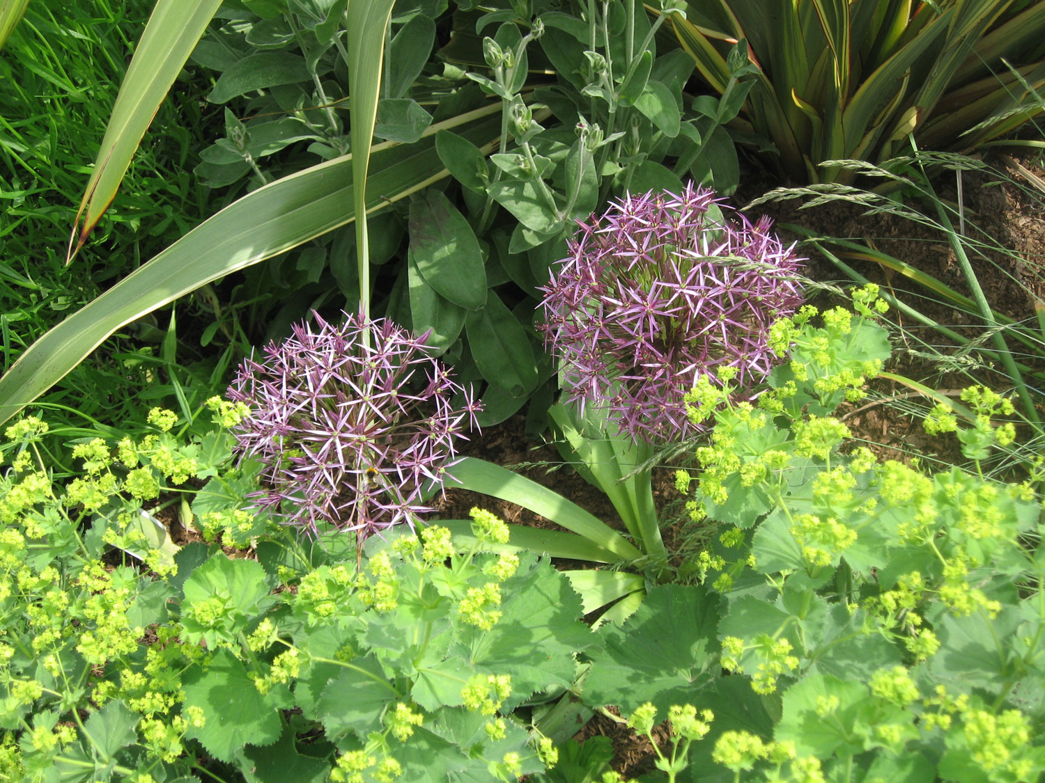 Gallery Flowers Galore and more...